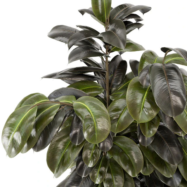 Indoor Plants  in rusty Concrete Pot - Set 549 — Скачать