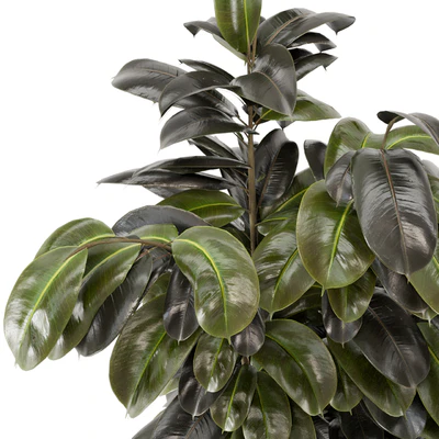 Indoor Plants  in rusty Concrete Pot - Set 549 — Вид 6