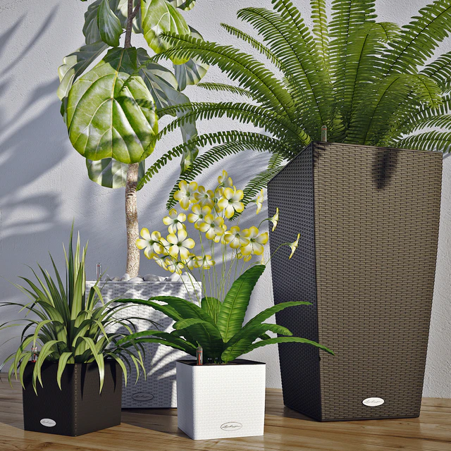 Smart pot Lechuza Cube, Cubico. Ficus lyrata. Palma Yucca. Fern — Descargar