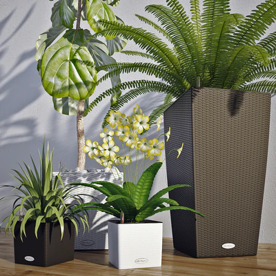 Smart pot Lechuza Cube, Cubico. Ficus lyrata. Palma Yucca. Fern — Ver 3