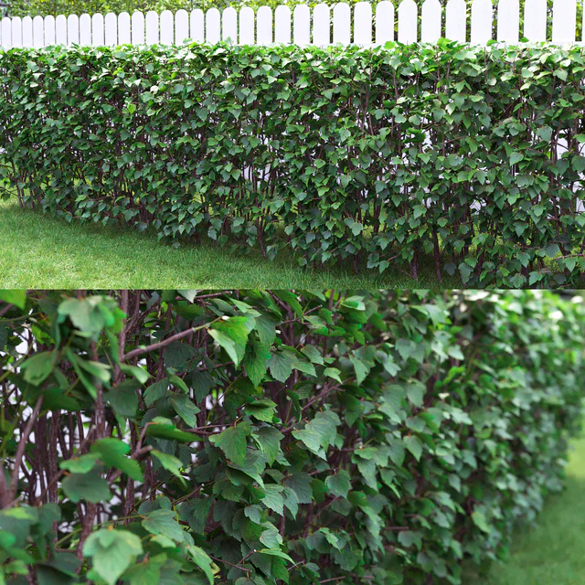Physocarpus hedge # 1 — Descargar