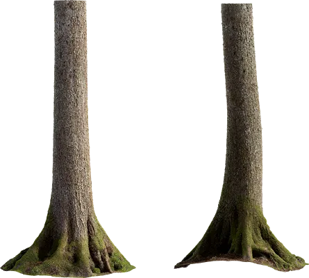 alder tree trunk 006 — Descargar