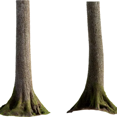 alder tree trunk 006 — Descargar