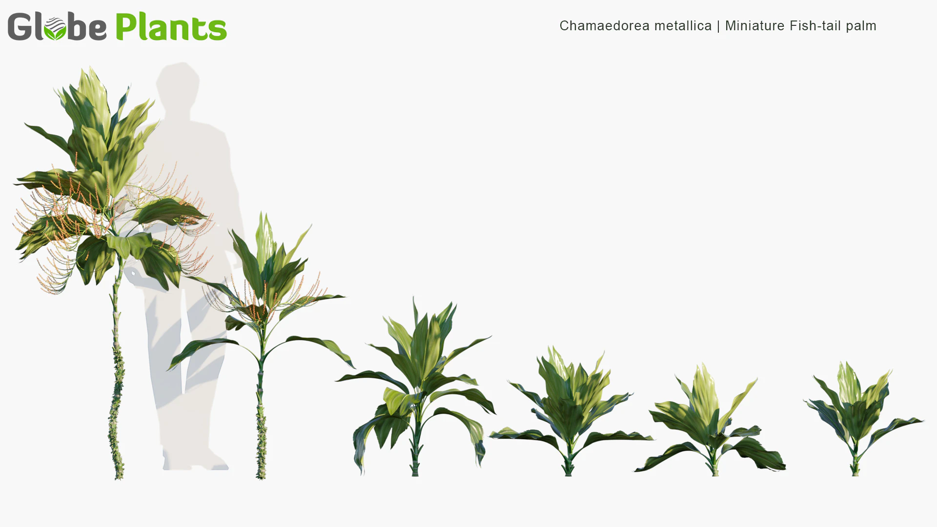 chamaedorea metallica — Скачать