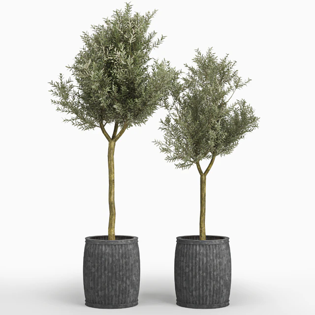 Olive tree (Olea europaea) — Descargar