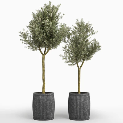 Olive tree (Olea europaea) — Ver 1