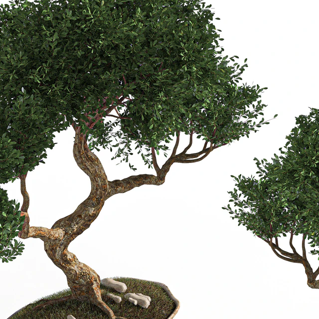 plant bonsai02 — Скачать