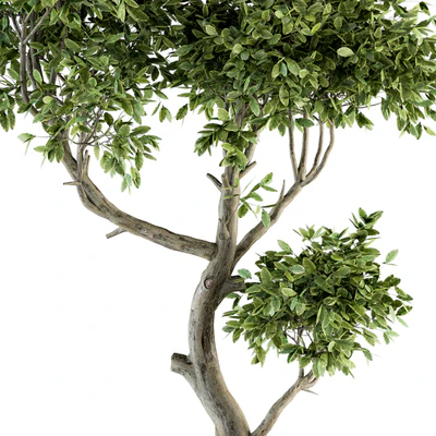 Plant Big Bonsai Indoor Plants 110 — Ver 4