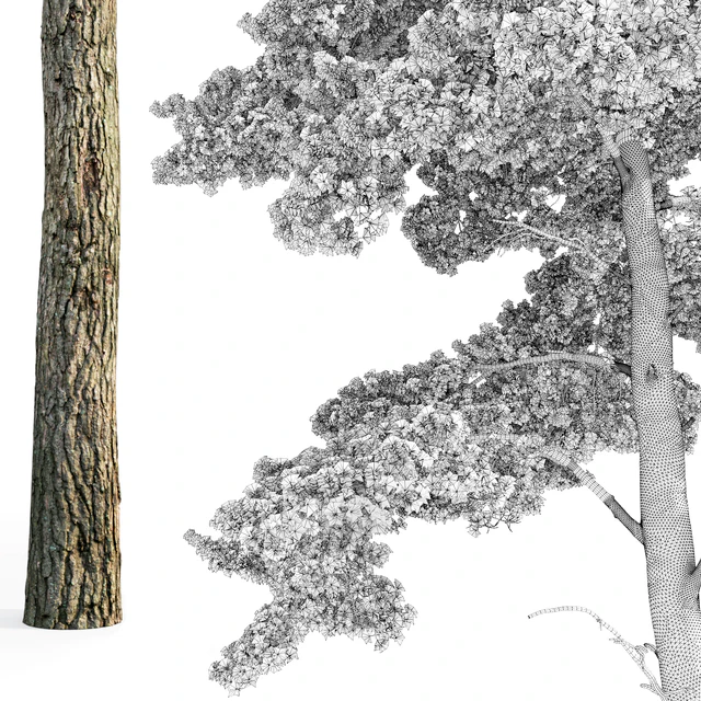 Pine — Descargar
