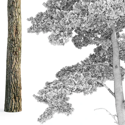 Pine — Ver 5