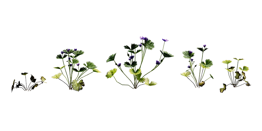 doves foot 001 — Скачать