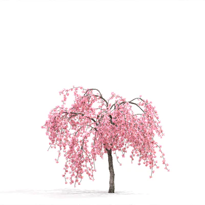 Malus  flowering — Ver 3
