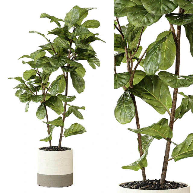 Ateliervierkant - Pot CL40 and Ficus Lyrata plant — Descargar