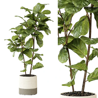 Ateliervierkant - Pot CL40 and Ficus Lyrata plant — Ver 1