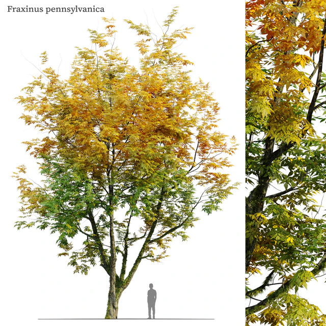 Autumn fraxinus pennsylvanica — Скачать