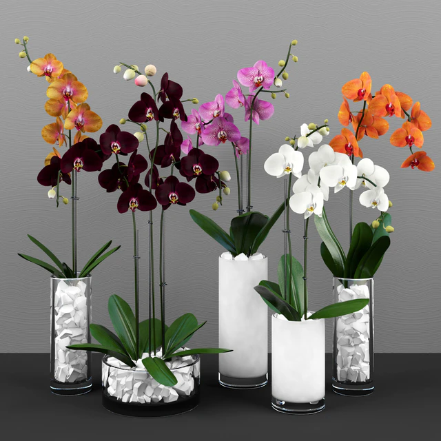 Phalaenopsis orchids set — Descargar
