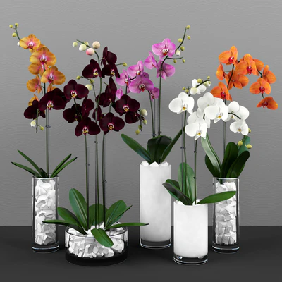 Phalaenopsis orchids set — Ver 1