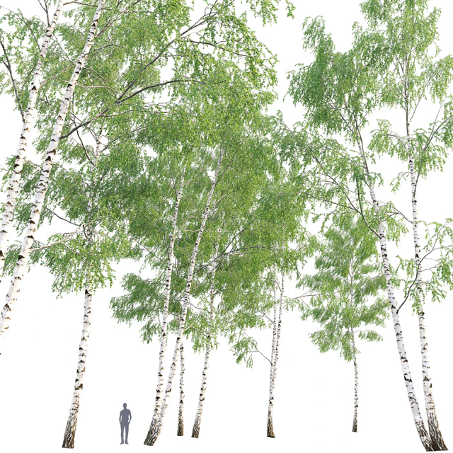 Birch forest part 9 — Descargar