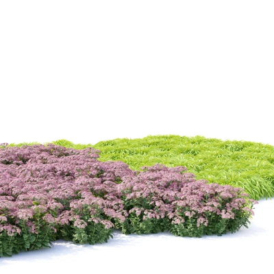Sedum prominent Flowers | Sedum spectabile — Ver 3