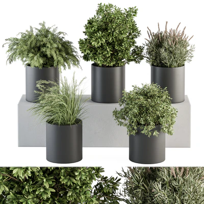 indoor Plant Set 305 - Small Plant pot — Ver 1