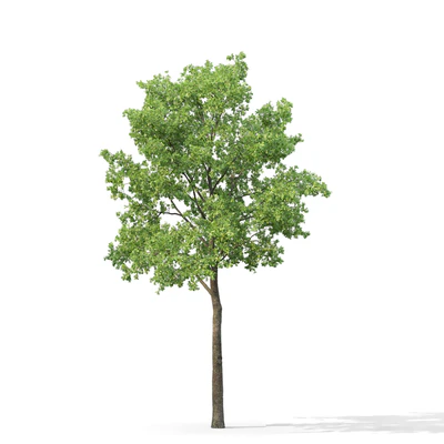 Oak — Ver 6