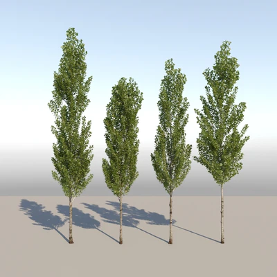 Тополь чёрный / Poplar / Populus nigra #6 — Вид 5