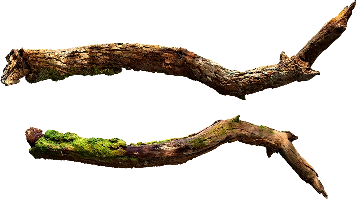 mossy branch 004 — Descargar