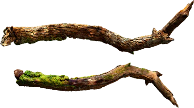 mossy branch 004 — Descargar