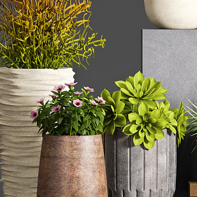 PLANT SET -63 — Ver 2
