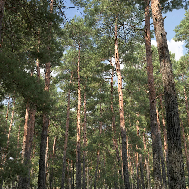 Pine — Descargar