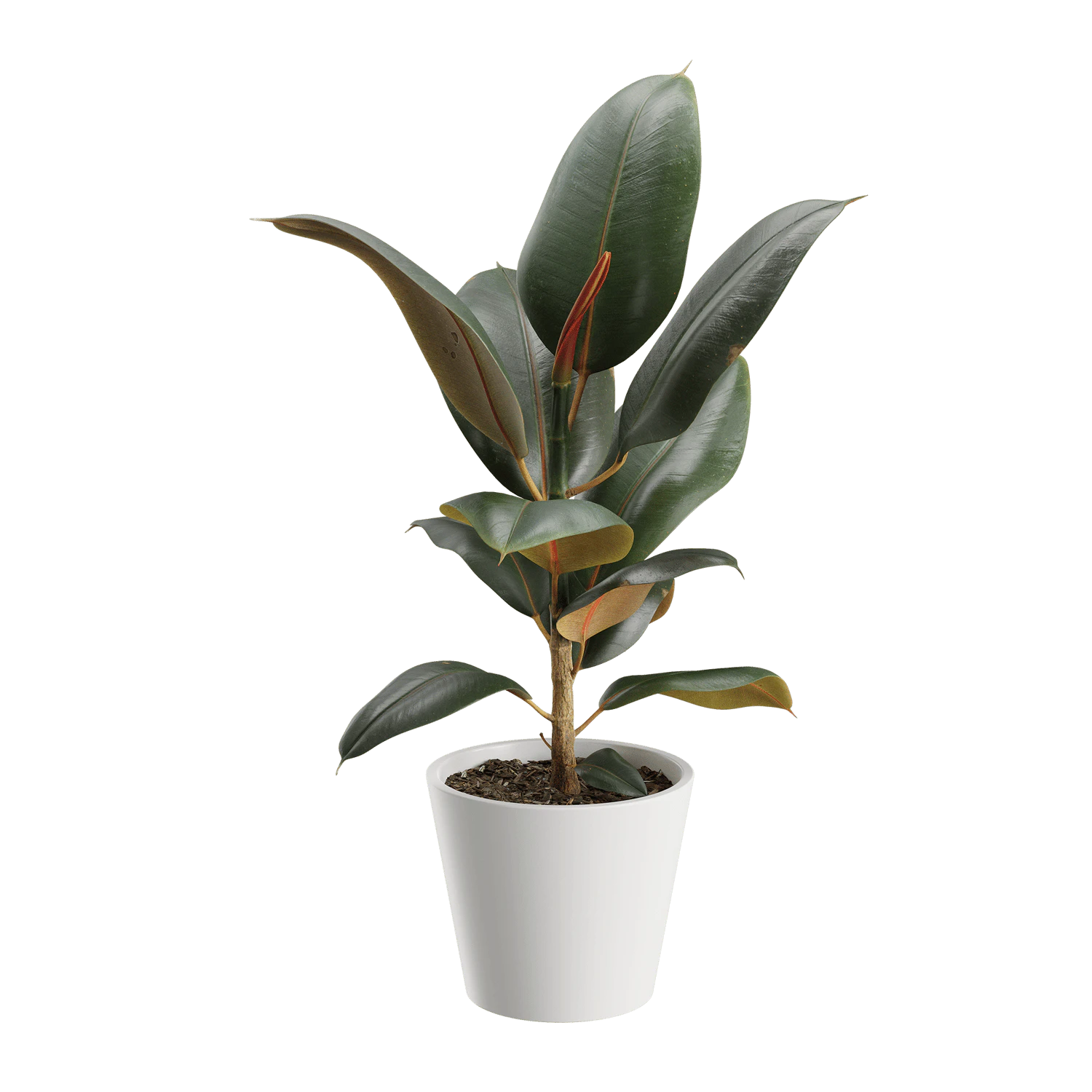 plant rubber — Descargar