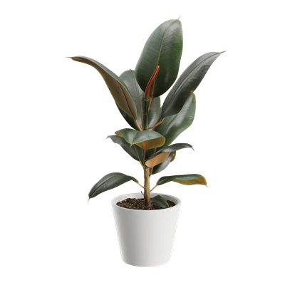 plant rubber — Descargar