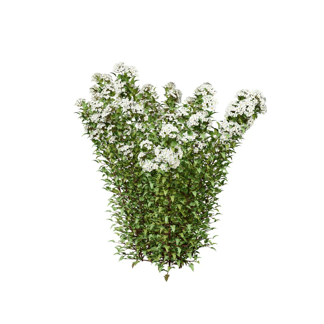 Tiny Wine Ninebark Shrub 3D Model — Скачать
