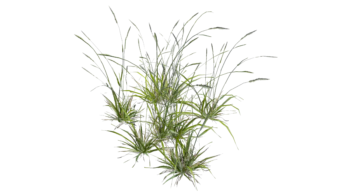 tall grass 001 — Descargar