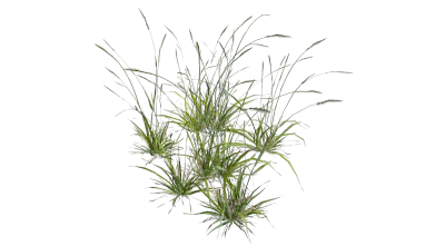 tall grass 001 — Descargar