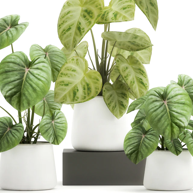 Exotic small flower Anthurium crystal in a white pot flowerbed, Philodendron. Set 890. — Descargar