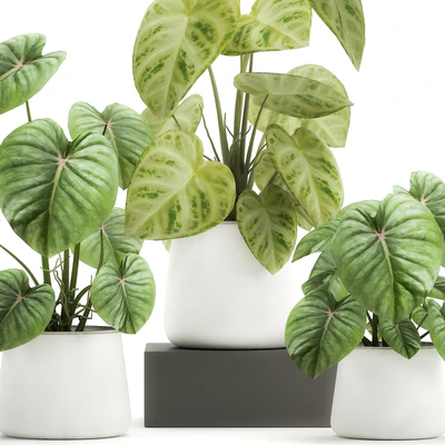Exotic small flower Anthurium crystal in a white pot flowerbed, Philodendron. Set 890. — Ver 6