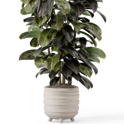 Indoor Plants in rusty Concrete Pot - Set 1209 — Ver 5