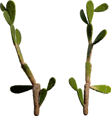 cactus 007 — Скачать