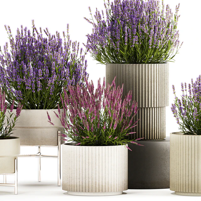 Wildflower bushes in outdoor flowerpots from lavender, catnip, sage, Plant Collection 1193 — Descargar