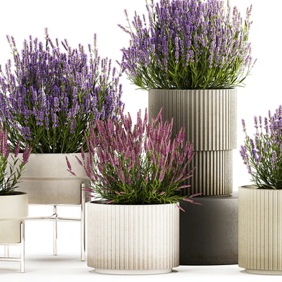 Wildflower bushes in outdoor flowerpots from lavender, catnip, sage, Plant Collection 1193 — Ver 7