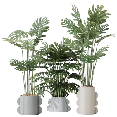 HQ HousePlants Elegant Monstera Deliciosa Large Leaf Form Swiss Cheese Set04 — download