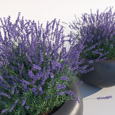 Lavender — Ver 2