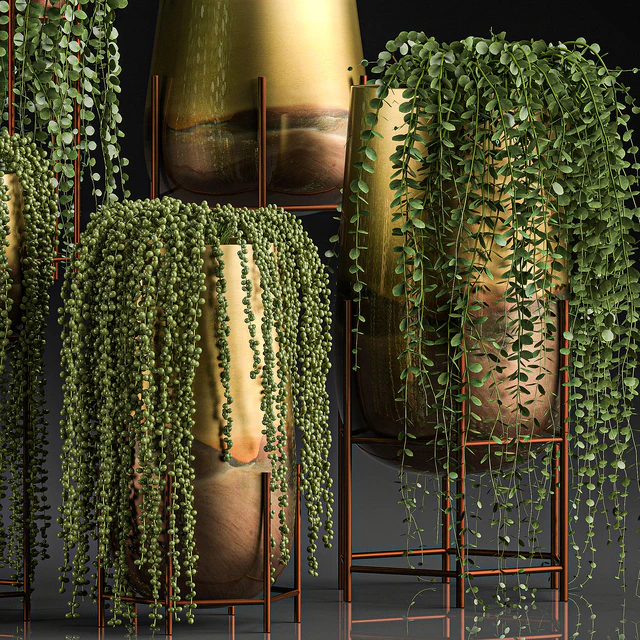A collection of plants in luxury gold pots with Rowley's Crossberry, dyschidia, Succulents, hanging plants. Set 543. — Descargar