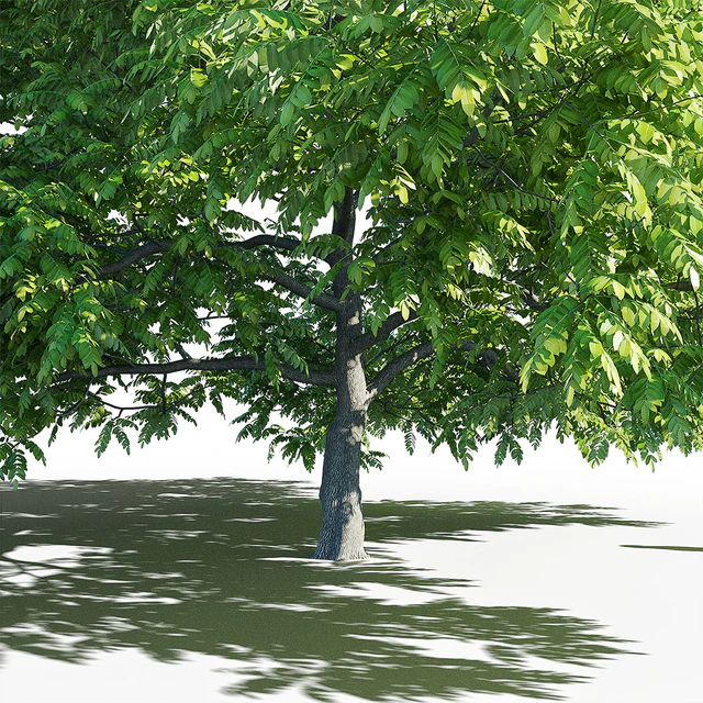 Орех маньчжурский (Juglans mandshurica) — Скачать