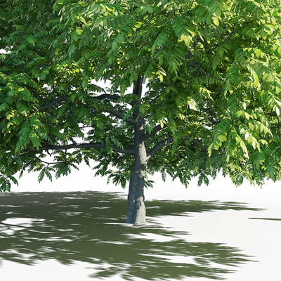 Орех маньчжурский (Juglans mandshurica) — Вид 5
