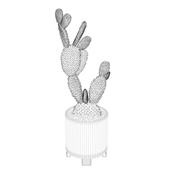 Opuntia microdasys 01 — Скачать