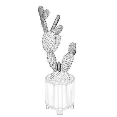 Opuntia microdasys 01 — Вид 4