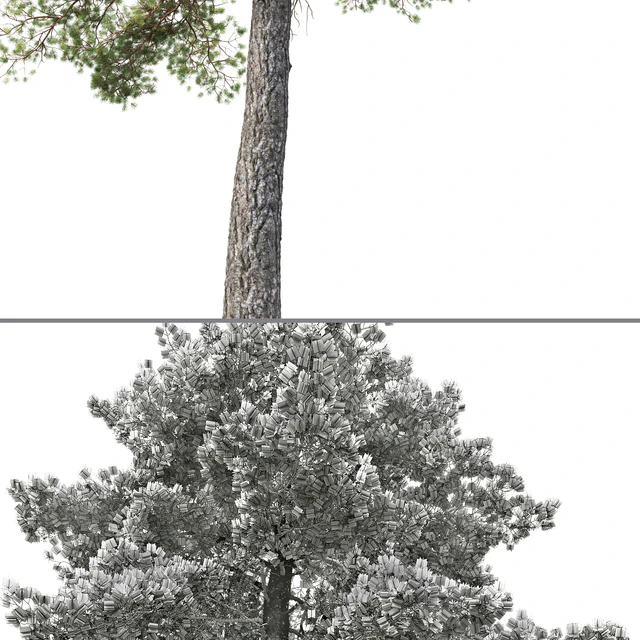 Pine — Descargar