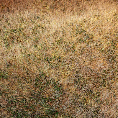 Autumn grass — Ver 1